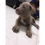 Pitbull Blue Mascotas Rionegro Medellin Bogotá Cali