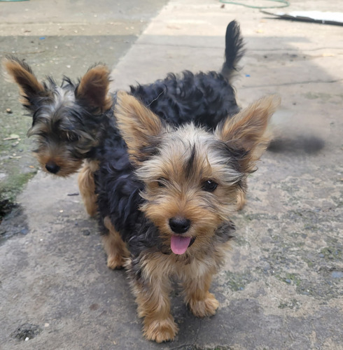 Cachorritos Yorkshire Terrier 3 Meses Vanun. Desparasitados 