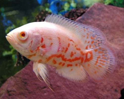 Oscar Albino Red Tiger 6-7cm ( Ecs Fish)