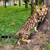 Gato Bengal 