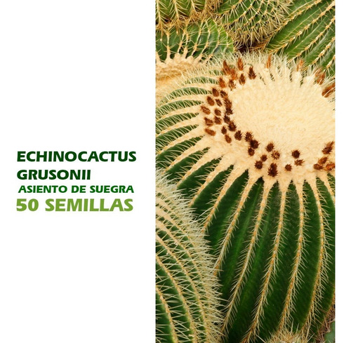  Semillas De Cactus - Echinocactus Grusonii  50 Unidades 