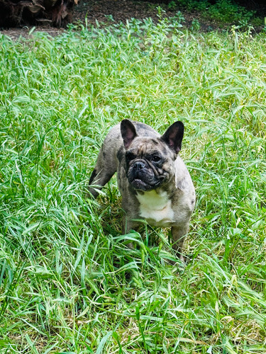 Bulldog Francés Exótica Merle