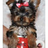 Hermosos Miniatura Yorkshire Terrier