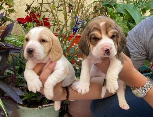 Beagle Hermosos Cachorros Calidad Y Belleza