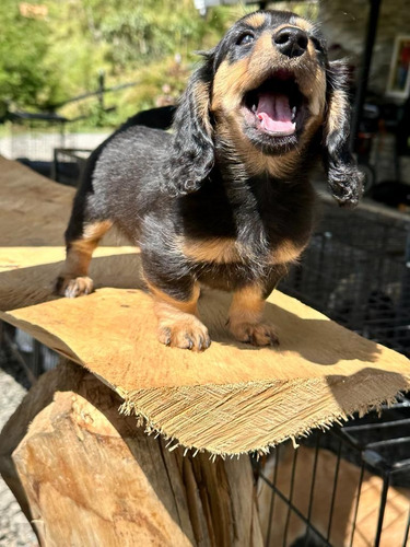 Cachorra Hembra Teckel Dachshund 