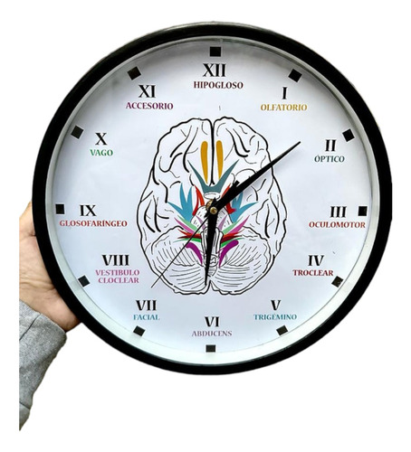 Reloj De Pared Científico Cerebro Pares Craneales 