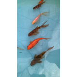 Pez Goldfish  Para Acuario| Incluye (5) Peces 