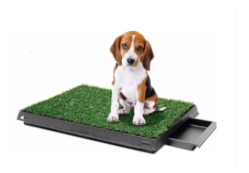 Bandeja Sanitaria Carpet Toilette  Perros - Discovery Pet