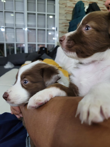 Cachorros Border Colli