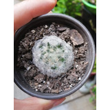 Cactus Bola De Nieve (mammillaria Plumosa)