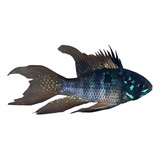 10 Un-ramirezi Negro Black - Peixe Ornamental | 2 Cm Pequeno