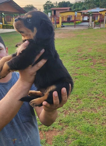 Cachorros Rottweiler Línea Alemana