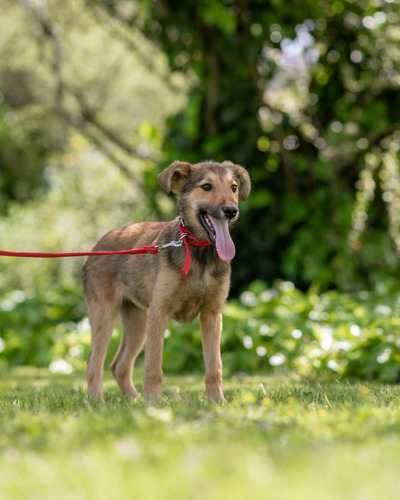 Cachorra De 3/4 Meses En Adopcion Responsable (2)