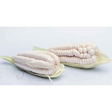 Semillas Para Cultivo Maiz Gigante Blanco Organicas Huerta