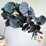 150 Semillas De Orquidea Color Negra