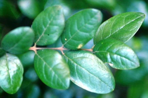 Semillas De Arbol Nativo Boldo Peumus Boldus Medicinal