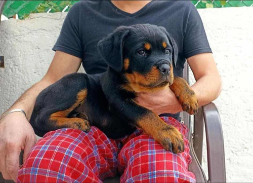 Hermosos Cachorros Rottweiler