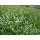 Semillas De Pasto Forrajero Grass Perene Certificada, 1 Kg