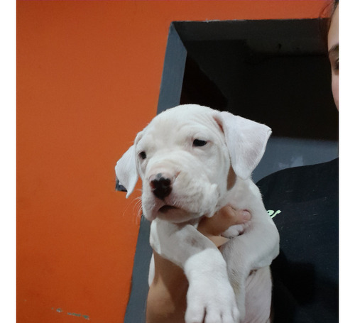 Cachorros Dogo Argentino 