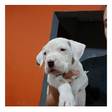 Cachorros Dogo Argentino 