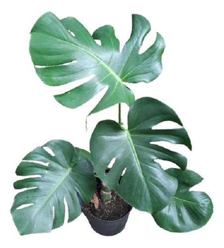 Monstera Deliciosa En Maceta Soplada  Para Tu Jardin