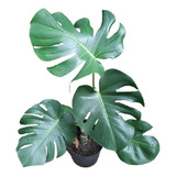 Monstera Deliciosa En Maceta Soplada  Para Tu Jardin