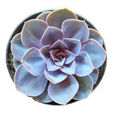 Echeveria Perle Von Nuremberg 30 Pzas Envio Dhl