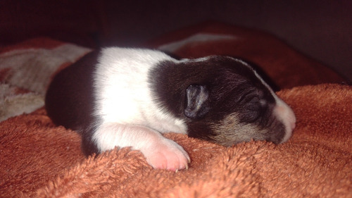 Vendo Cachorros Bullterrier 