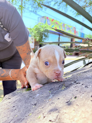 Macho Pitbull American Bully