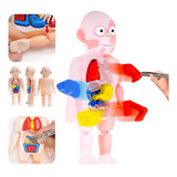 Rompecabezas 3d Montessori, Juguete De Anatomía Del Cuerpo H