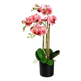 Orquídeas Phalaenopsis Rosadas En Maceta Negra - Decoración 