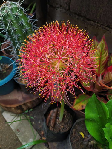 Planta Natural Bulbo De Lirio De Bola Rojo Escarlata