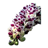  Orquídea Rhynchostylis Gigantea Cartoon - Muda