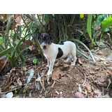 Cachorro Fox Terrier