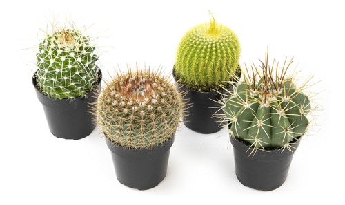 Altman Plants - Colección De Cactus Surtidos Para Jardines.