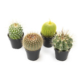 Altman Plants - Colección De Cactus Surtidos Para Jardines.