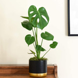 Planta De Monstera Deliciosa Costilla De Adan Philodendron