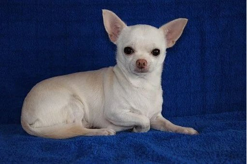 Cachorro Chihuahua Blanco Cabeza De Manzana 031