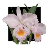 Orquidea Cattleya Schroederae