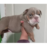 Bulldog Inglés Cachorro 