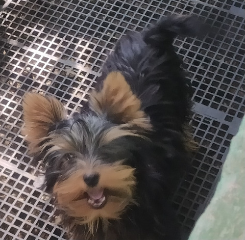 Yorkshire Terrier Macho, Vacinado E Vermifugado 