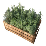 Lavanda - Lavandula Dentata - Promo Cajon 15 Plantas