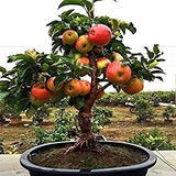 Semillas De Árbol De Manzana Enano Bonsái   25 Semillas   Cu