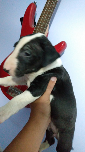 Bull Terrier Cachorras Hembritas Fca,libreta S,kit Bienvenid