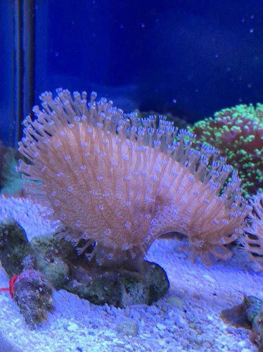 Coral Marino Vivo Sarcophyton Corales