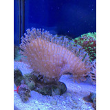 Coral Marino Vivo Sarcophyton Corales