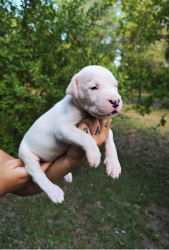 Cachorros Dogos Argentinos 