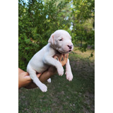 Cachorros Dogos Argentinos 