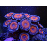 Coral God Of Armor Zoanthid