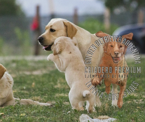 Labrador Beige Y Dorados Criadero Premium En La Plata --